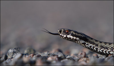 European Adder -Huggorm (Vipera berus) 