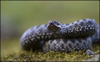 European Adder -Huggorm (Vipera berus)