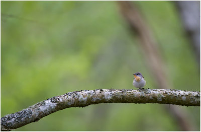 Red breasted flycathcer (Ficedula parva)