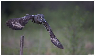 Great Grey Owl (Strix nebulosa)