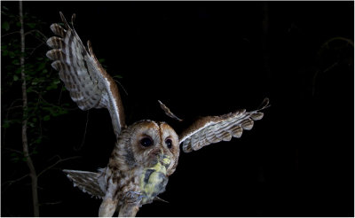 Tawny owl (Strix aluco)