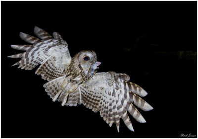 Tawny owl (Strix aluco)