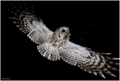 Tawny owl (Strix aluco)