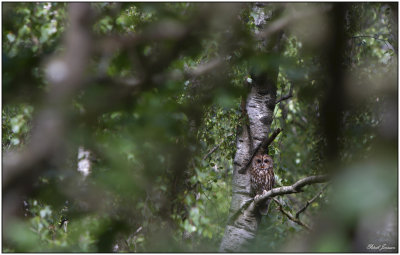 Tawny owl (Strix aluco)