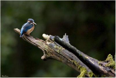 Kingfisher (Alcedo atthis)