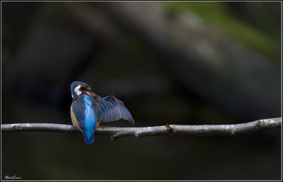 Kingfisher (Alcedo atthis)