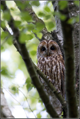 Tawny owl (Strix aluco)