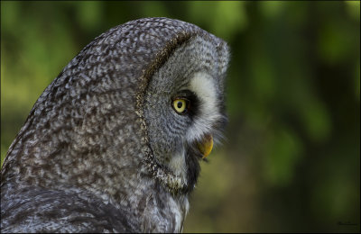 Great Grey Owl (Strix nebulosa)