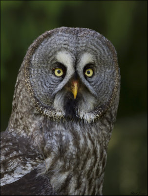 Great Grey Owl (Strix nebulosa)