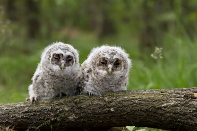 Tawny owl (Strix aluco)