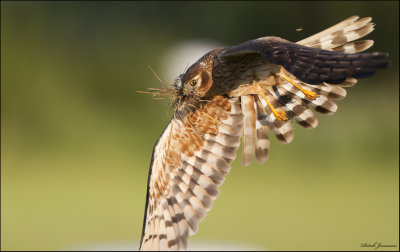 Montagus Harrier - ngshk -  (Circus pygargus)