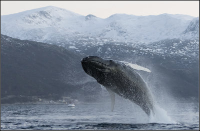 Whales of the North
