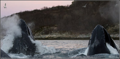 Feeding humpback whales