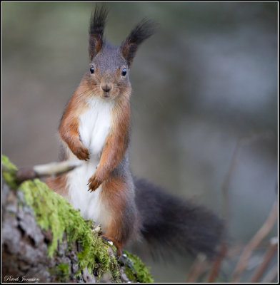 Ekorre - Squirrel  (Sciurus vulgaris),