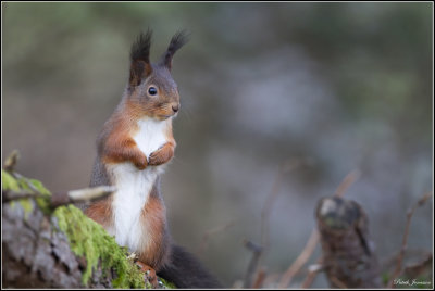 Ekorre - Squirrel  (Sciurus vulgaris),