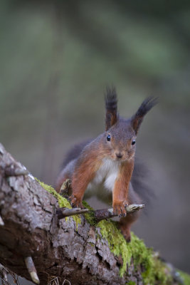 Ekorre - Squirrel  (Sciurus vulgaris),