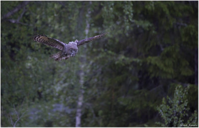 Great grey owl (Strix nebulosa)