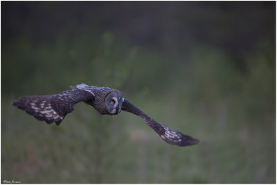 Great grey owl (Strix nebulosa)