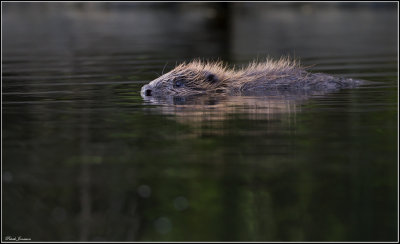 Beaver