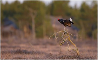 Black grouse (Tetrao tetrix)