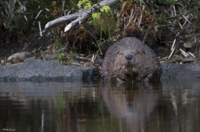 Beaver