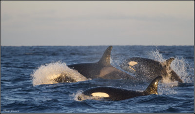 Killer whales