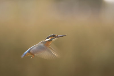 Kingfisher (Alcedo atthis)