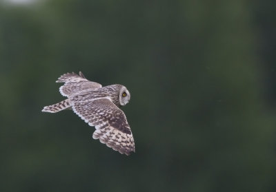 Short eared Owl