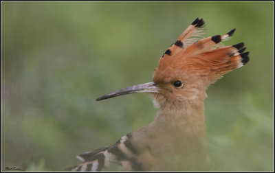 Hoopoe - härfågel (Upupa epops)