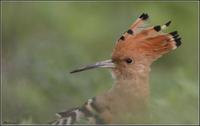 Hoopoe - hrfgel (Upupa epops)