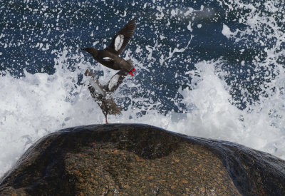 Black guillemot