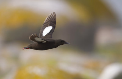 Black guillemot