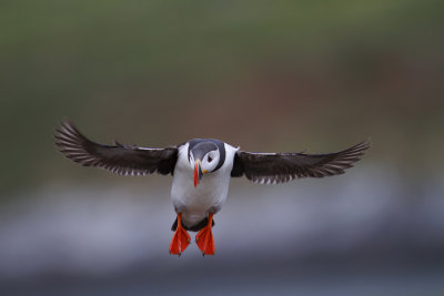 Puffin