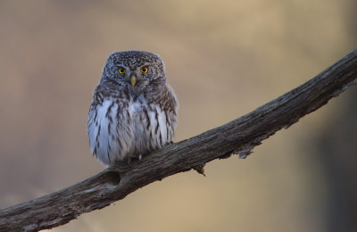 Pygmy Owl