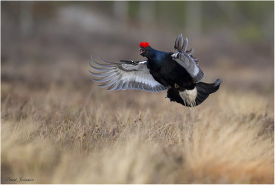 Black grouse