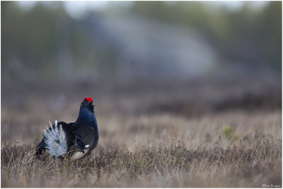 Black Grouse