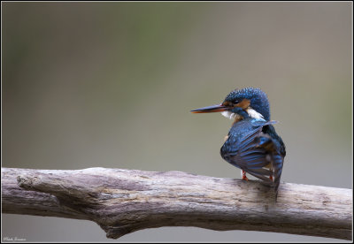 Kingfisher (Alcedo atthis)