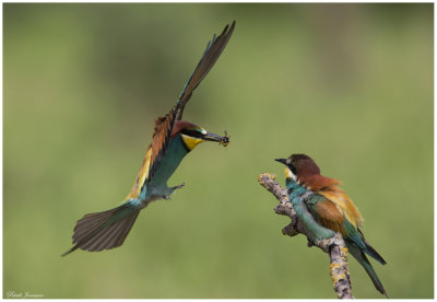 Beeater (Merops Apiaster)