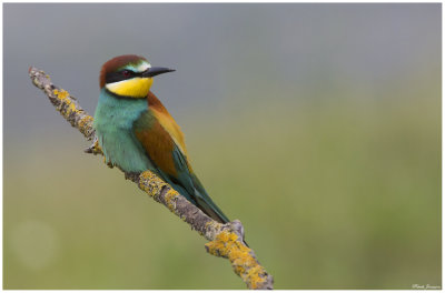 Beeater (Merops Apiaster)