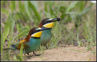 Beeaters (Merops apiaster)