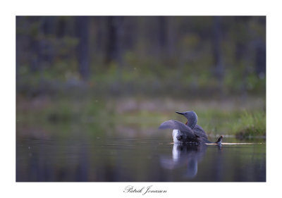 Red throated loon