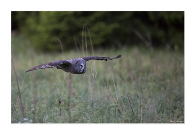 Great Grey owl (Strix nebulosa)