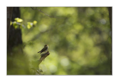 Wood warbler (Phylloscopus sibilatrix)