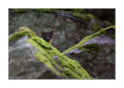 European Pine marten (Martes martes)