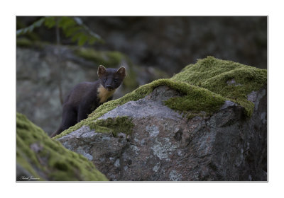 European Pine marten (Martes martes)