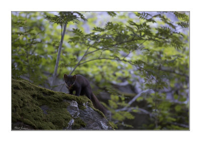 European Pine marten (Martes martes)