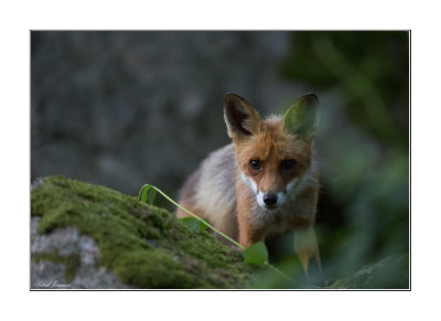 Red fox (Vulpes vulpes)