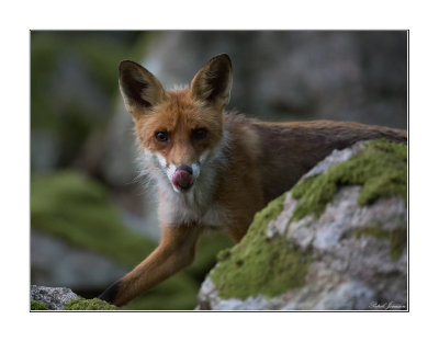 Red fox (Vulpes vulpes)