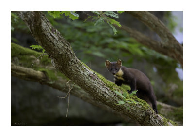 European Pine marten (Martes martes)