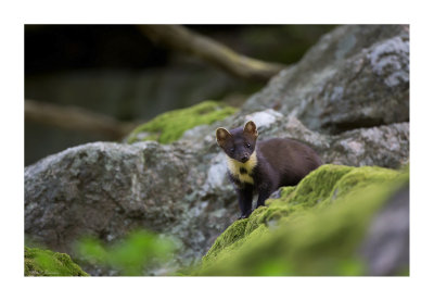 European Pine marten (Martes martes)